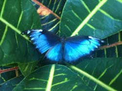 A blue butterfly resting on a plant in the Butterfly House